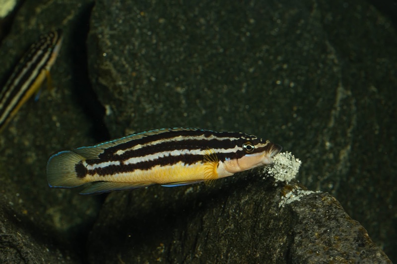 Julidochromis sp. 'ornatus uvira' Uvira